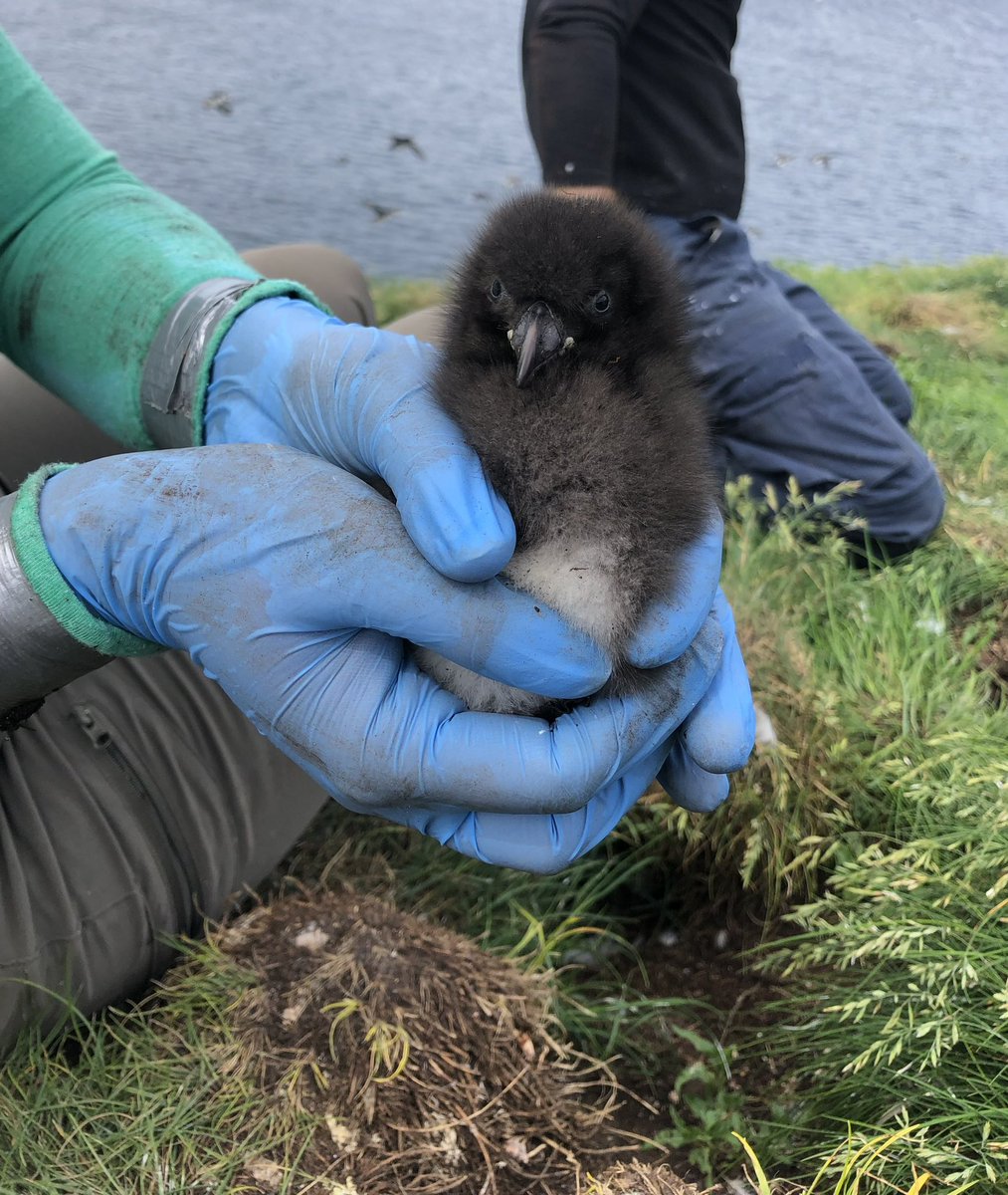 Helping out the <a href="/VisEcolMun/">Visual Ecology @MUN</a> lab and ECCC means holding new #seabirds!! #CommonMurre #AtlanticPuffin