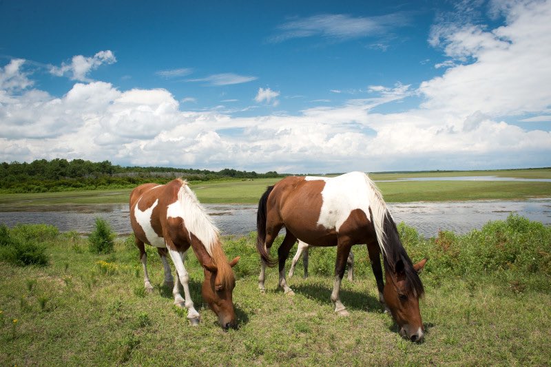 At this year’s 98th Annual Chincoteague Fireman’s Carnival, @GovernorVA officially made the Chincoteague Pony the Virginia State Pony. These ponies have roamed the area for centuries and have become a permanent fixture of the region’s character. @CDMerrick @visitesva