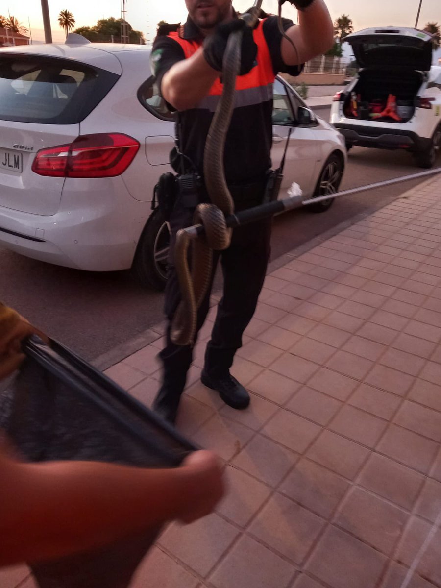 Inseca's tweet photo. ¿A quién no le ha pasado ir al baño y encontrarse una culebra bastarda de unos 2 metros dentro del váter? A mí, sí. Llamadme afortunada. https://t.co/eC9V0O7rsd