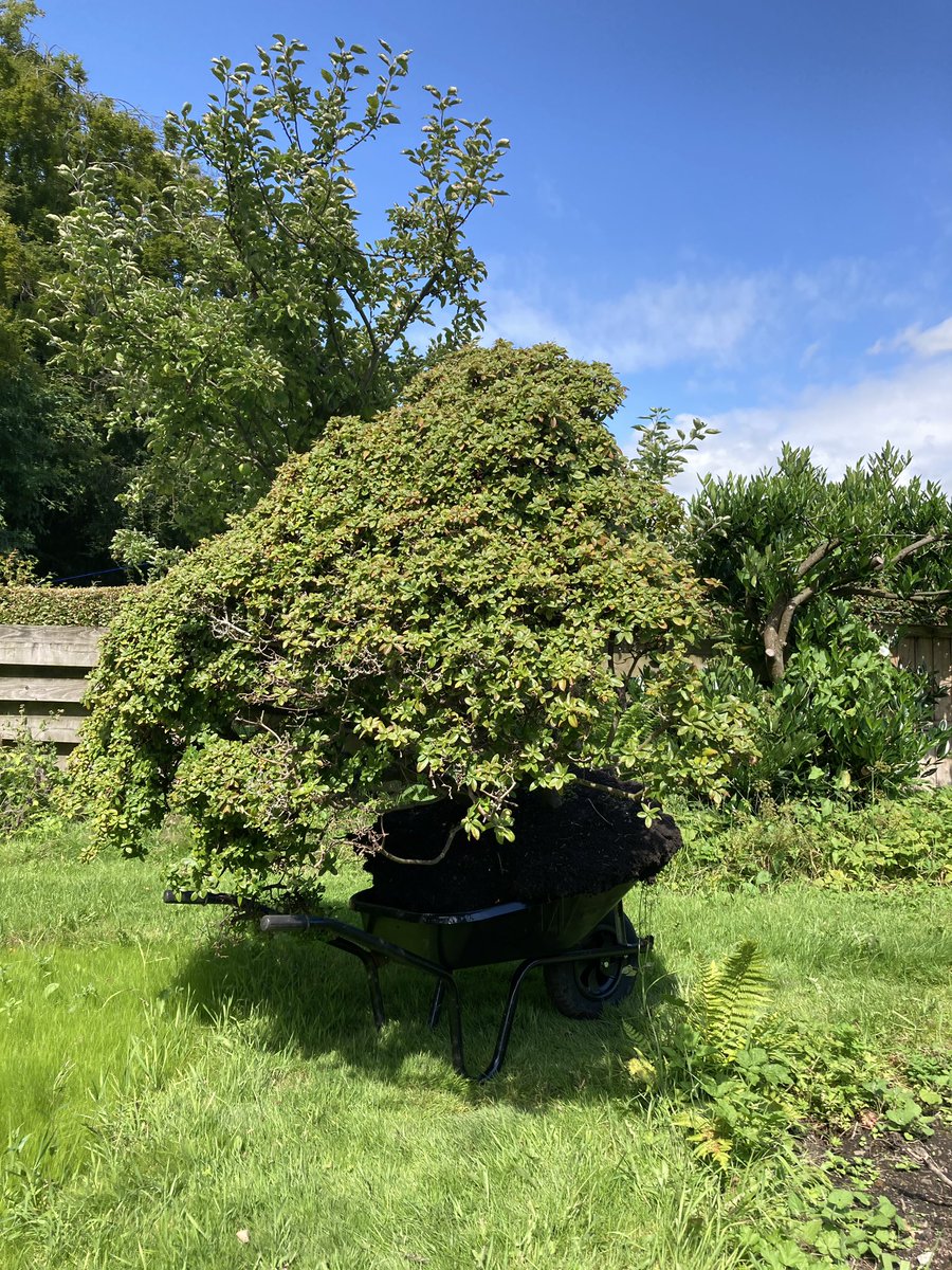 FrAdamStevenson's tweet photo. Today I moved an azalea - with help! https://t.co/wQPIPjc6ob