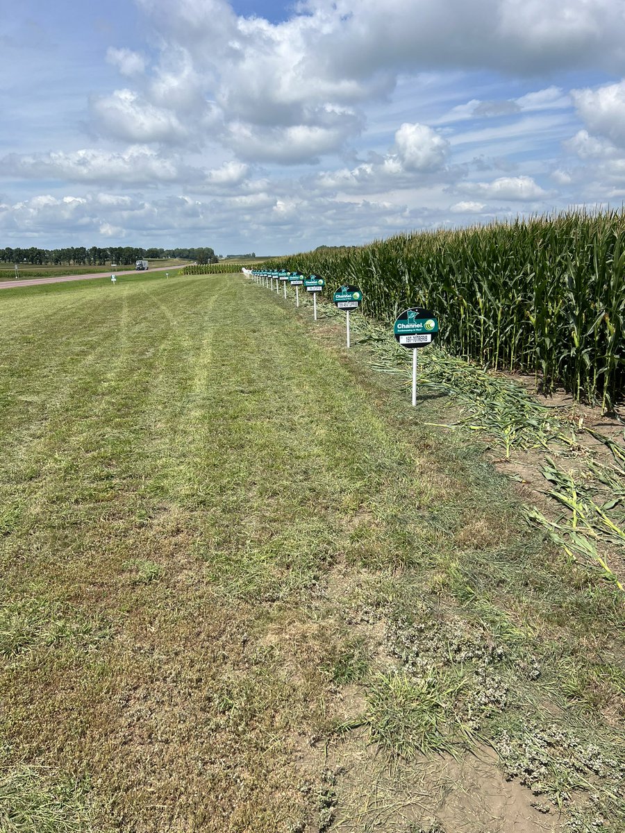 BigBenFast's tweet image. Got the @ChannelSeed plot signs up on the coolest day of the week. It was only 87 degrees. The new @ChannelMinn signs look great and the hybrids look even better!!