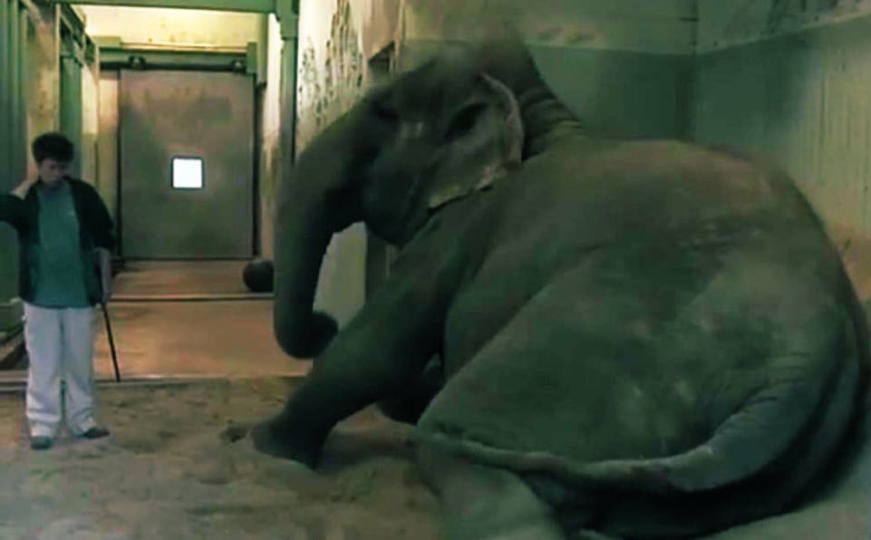 LEAPyeg's tweet photo. A #Friday goodnight sweet #Lucy 
While millions of us go to sleep knowing that our beds are a safe place.
Our hearts are broken knowing that you sleep on a bed of dangerous silica sand.
The very thing that is causing Yr breathing problems an slowly killing you
#Sanctuary4LucyNow https://t.co/9Qcyc3MXqh