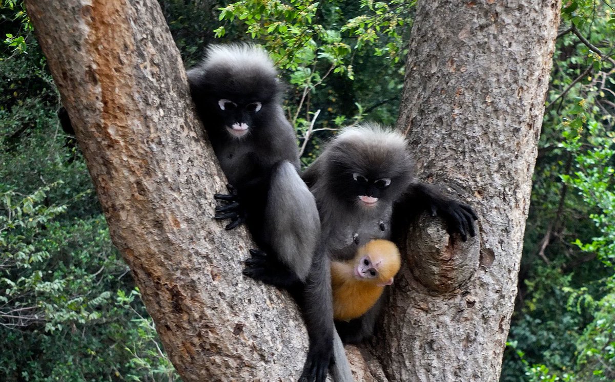 NYU Primatology (@nyuprimatology) on Twitter photo We are hiring! 3 year NSF-funded postdoc working on understanding the weird bright coloration of the infants of some nonhuman primate species. Starting salary $62.5k plus benefits. In collaboration with <a href="/wl_allen/">Will Allen</a>. Apply! (Img Menotlost WikimediaCommons)
apply.interfolio.com/129167 We are hiring! 3 year NSF-funded postdoc working on understanding the weird bright coloration of the infants of some nonhuman primate species. Starting salary $62.5k plus benefits. In collaboration with <a href="/wl_allen/">Will Allen</a>. Apply! (Img Menotlost WikimediaCommons)
apply.interfolio.com/129167