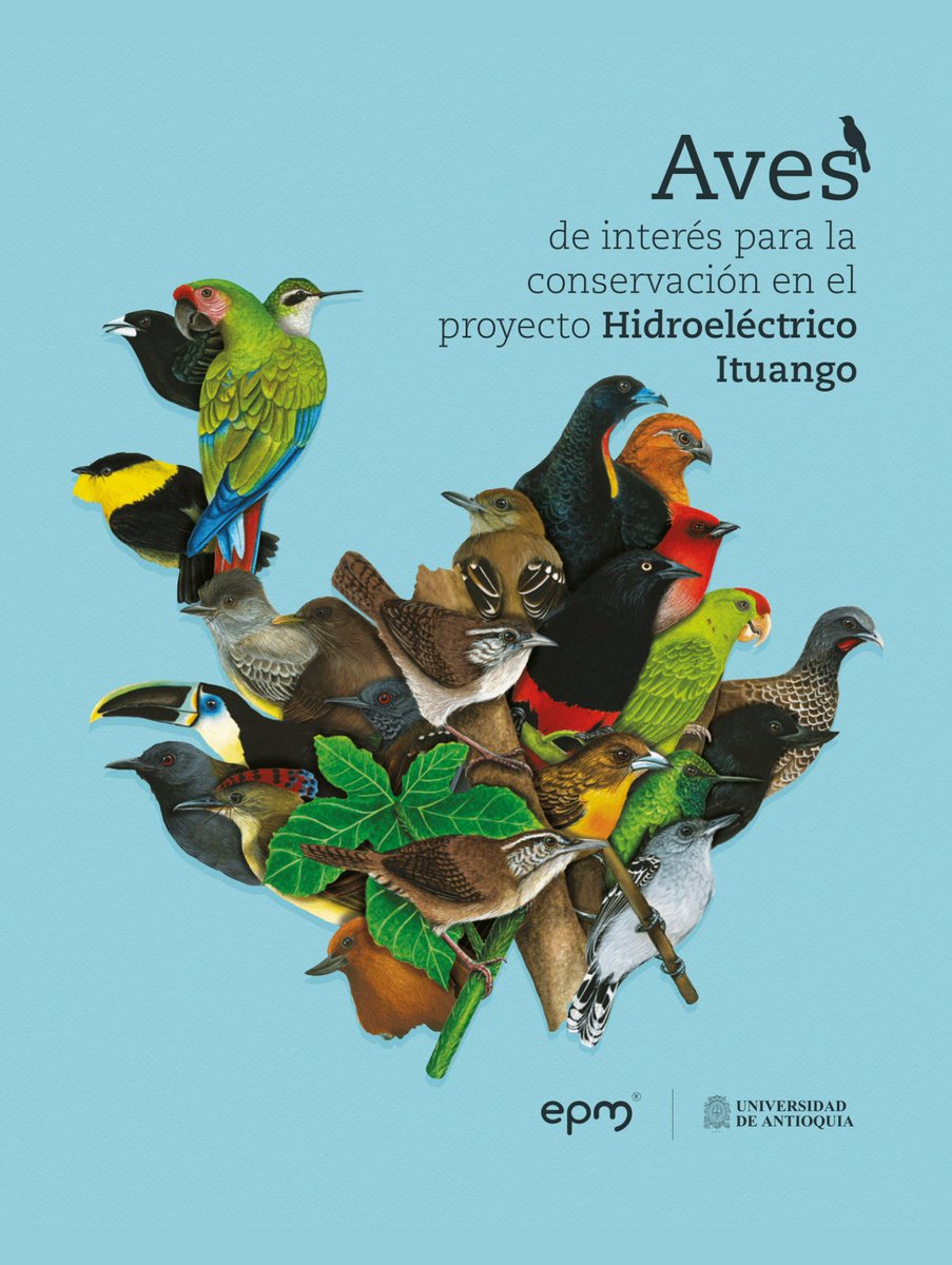 Por eso, esta y otras 17 especies están compiladas en la cartilla 'Aves de interés para la conservación en el proyecto Hidroeléctrico Ituango', realizada por el grupo @EcoevUdea en alianza con @epm.
#CienciaFCEN #SomosUdeA