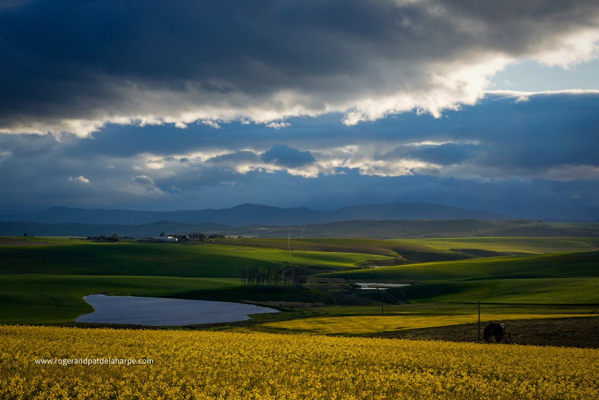 Roger de la Harpe tweet media