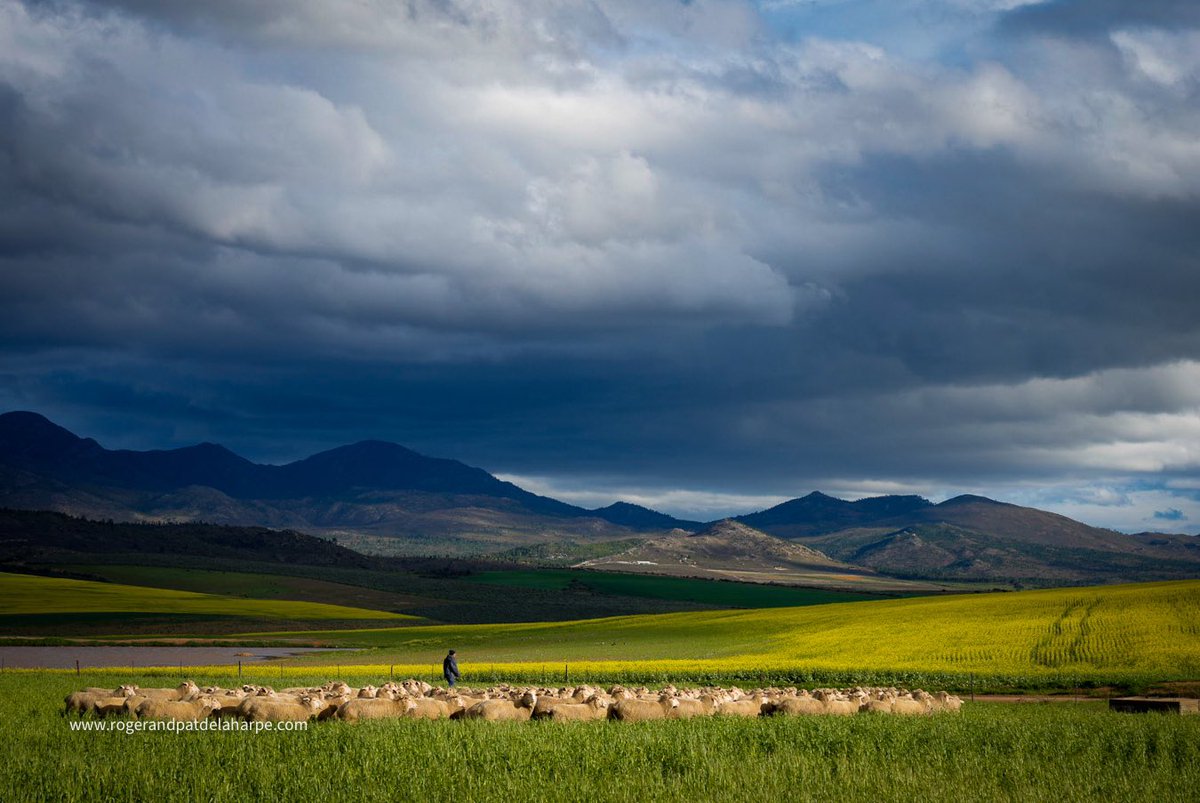 Roger de la Harpe tweet media