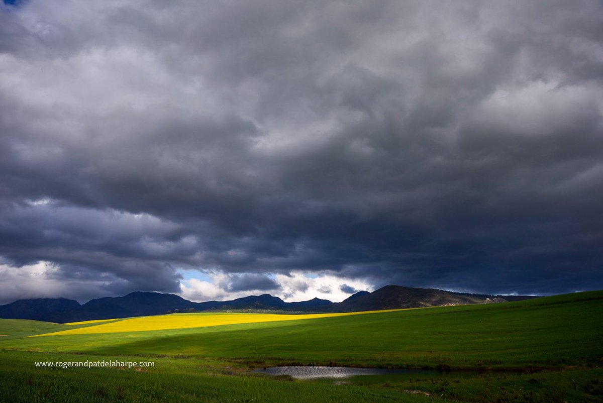 Roger de la Harpe tweet media