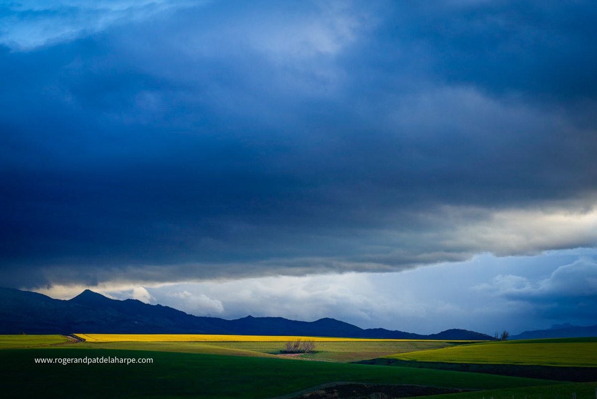 Roger de la Harpe tweet media