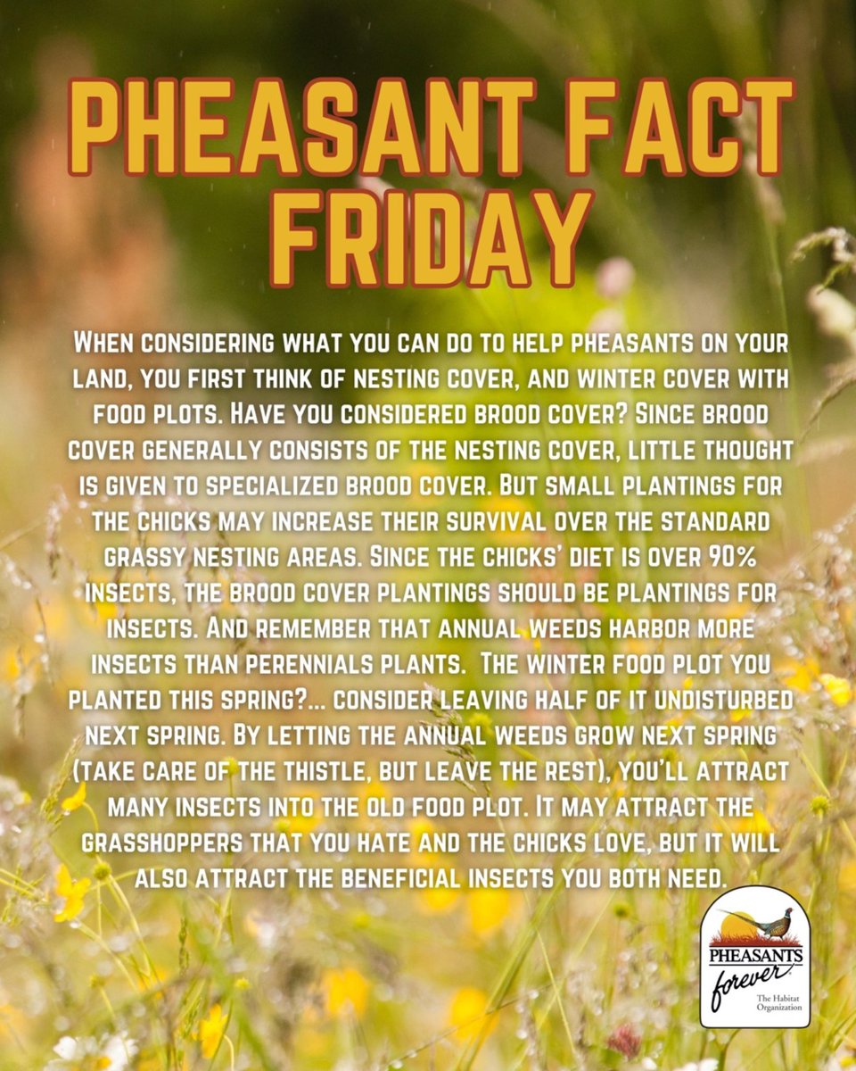 Pheasant Fact Friday!💡

When considering what you can do to help pheasants on your land, you first think of nesting cover, and winter cover with food plots. Have you considered brood cover? Since brood cover generally consists of the nesting cover, little thought is given to