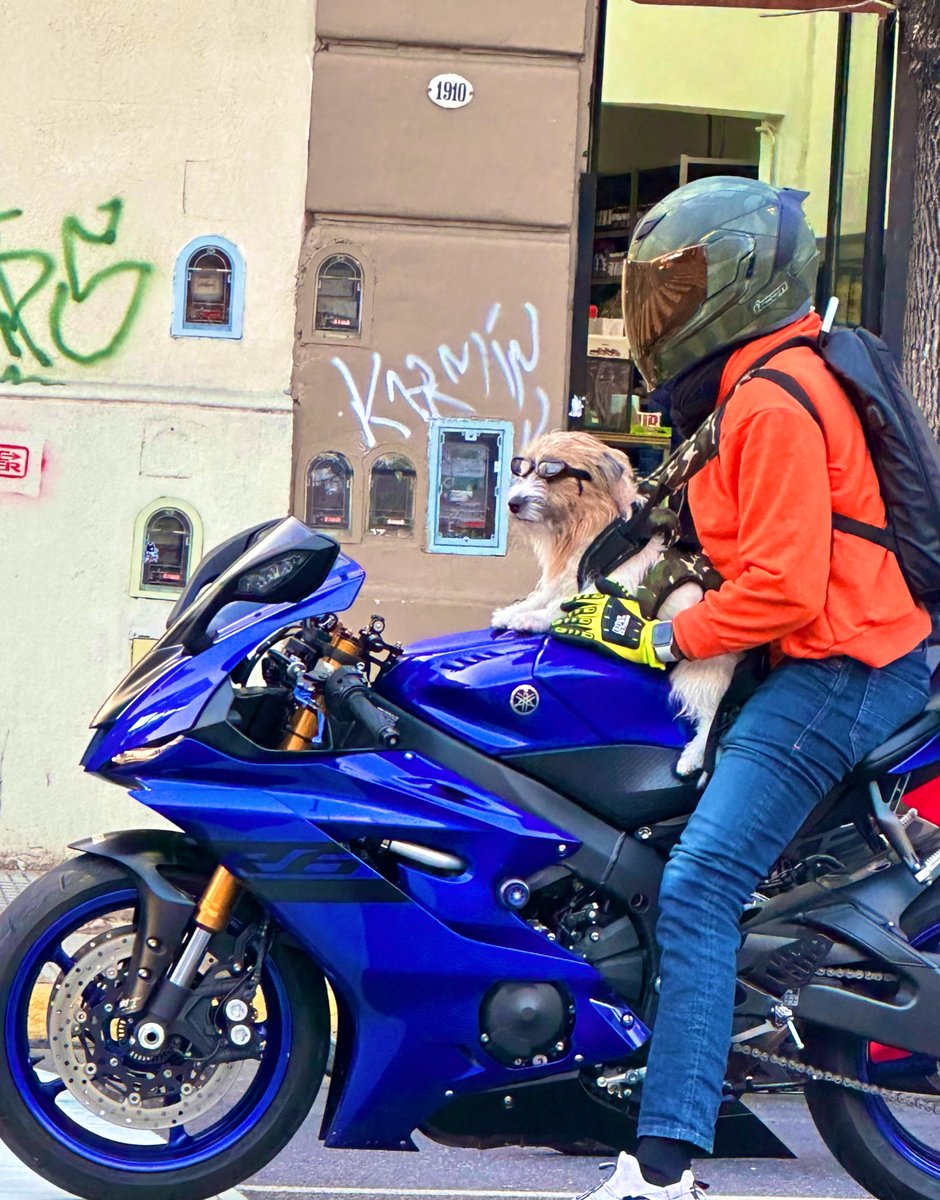 criptolawyer's tweet image. Acabo de ver a este perrito motociclista en palermo 😍