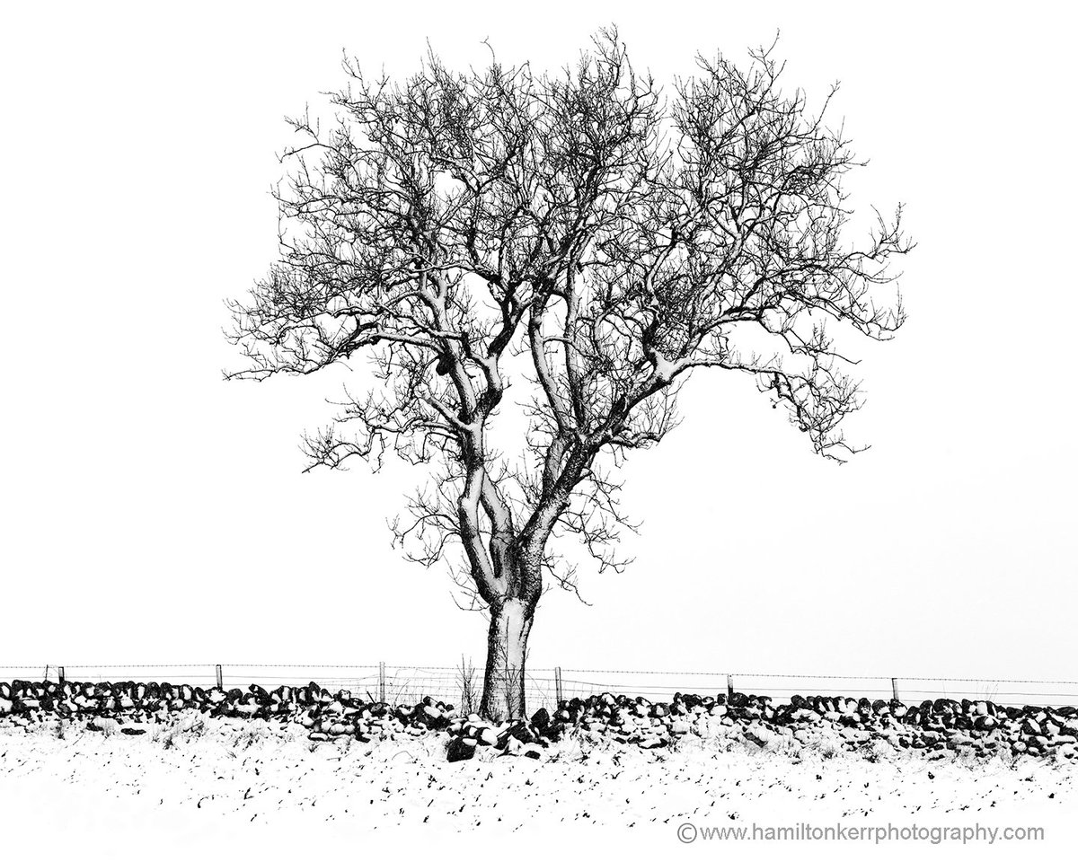 We often post aerial photos, but we are huge traditionalists when shooting at ground level.
High key, monochrome. Keeping it simple 🖤 #blackandwhitephotography #kirriemuir #dslr #Monochrome