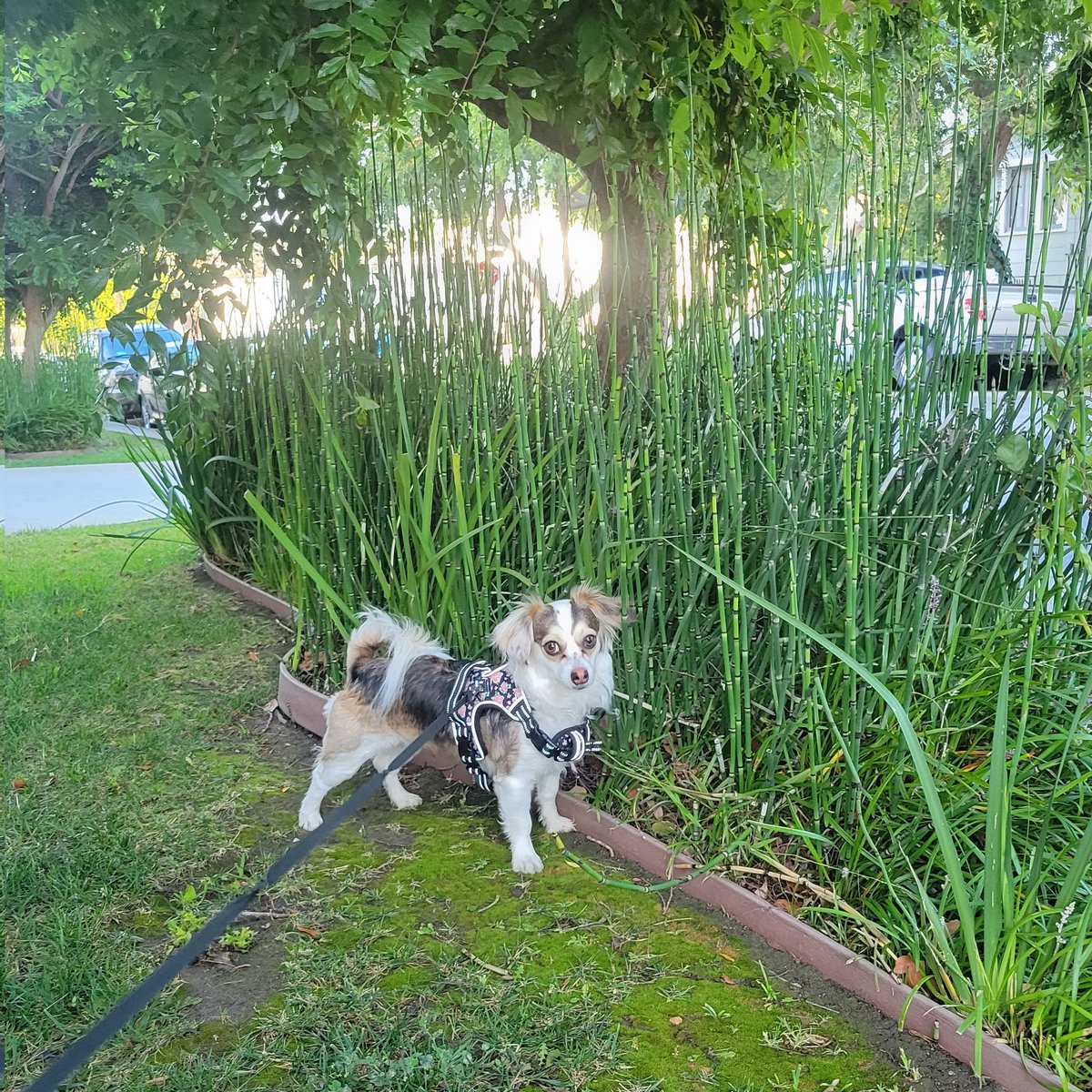 brittisanasian's tweet image. My pup, &amp;amp; the angel who sent her.

When your dog passes away, don&apos;t ever say you&apos;ll never love another dog again.. your dog would want you to share your love to the forgotten.

 #AdoptDontShop #AdoptLocal