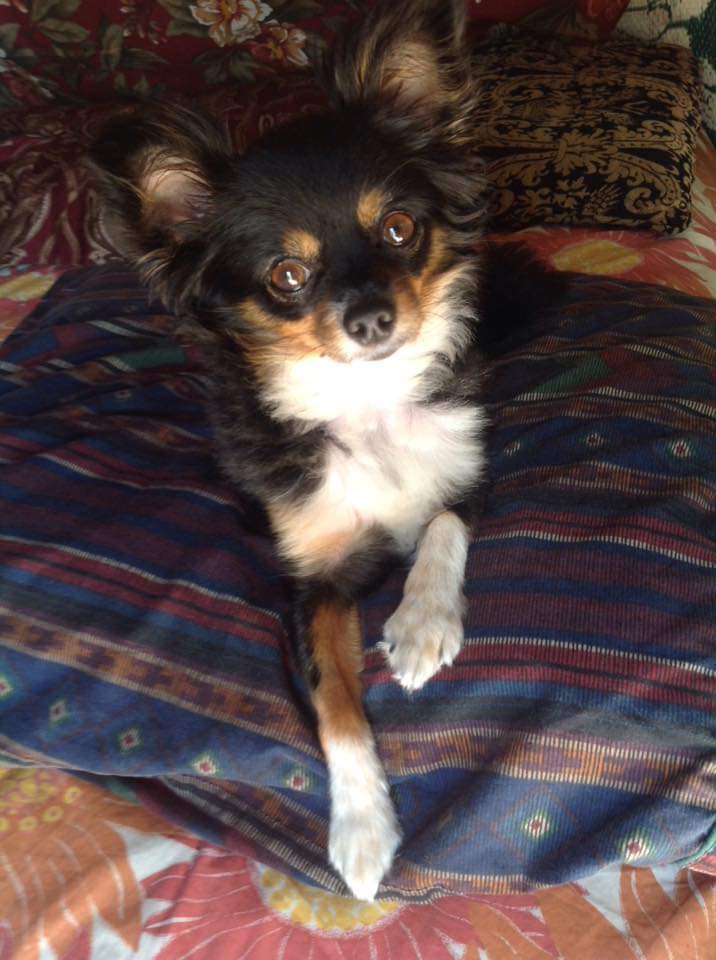 brittisanasian's tweet image. My pup, &amp;amp; the angel who sent her.

When your dog passes away, don&apos;t ever say you&apos;ll never love another dog again.. your dog would want you to share your love to the forgotten.

 #AdoptDontShop #AdoptLocal