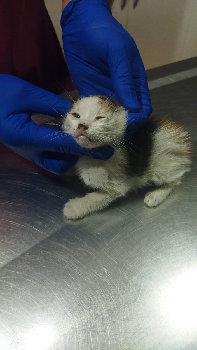 goddogii's tweet photo. Daha 310 gram, küçücük. Eyup mezarliginda köşede ölüme yatmıştı. Orada dua etmeye gelenler, oranın insanı kimse umursamamış. Almasak öylece ölüp gidecekti. Tedavisine başladık, klinik iban veriyorum. Destek olur musunuz? https://t.co/4wnC2WF3hl