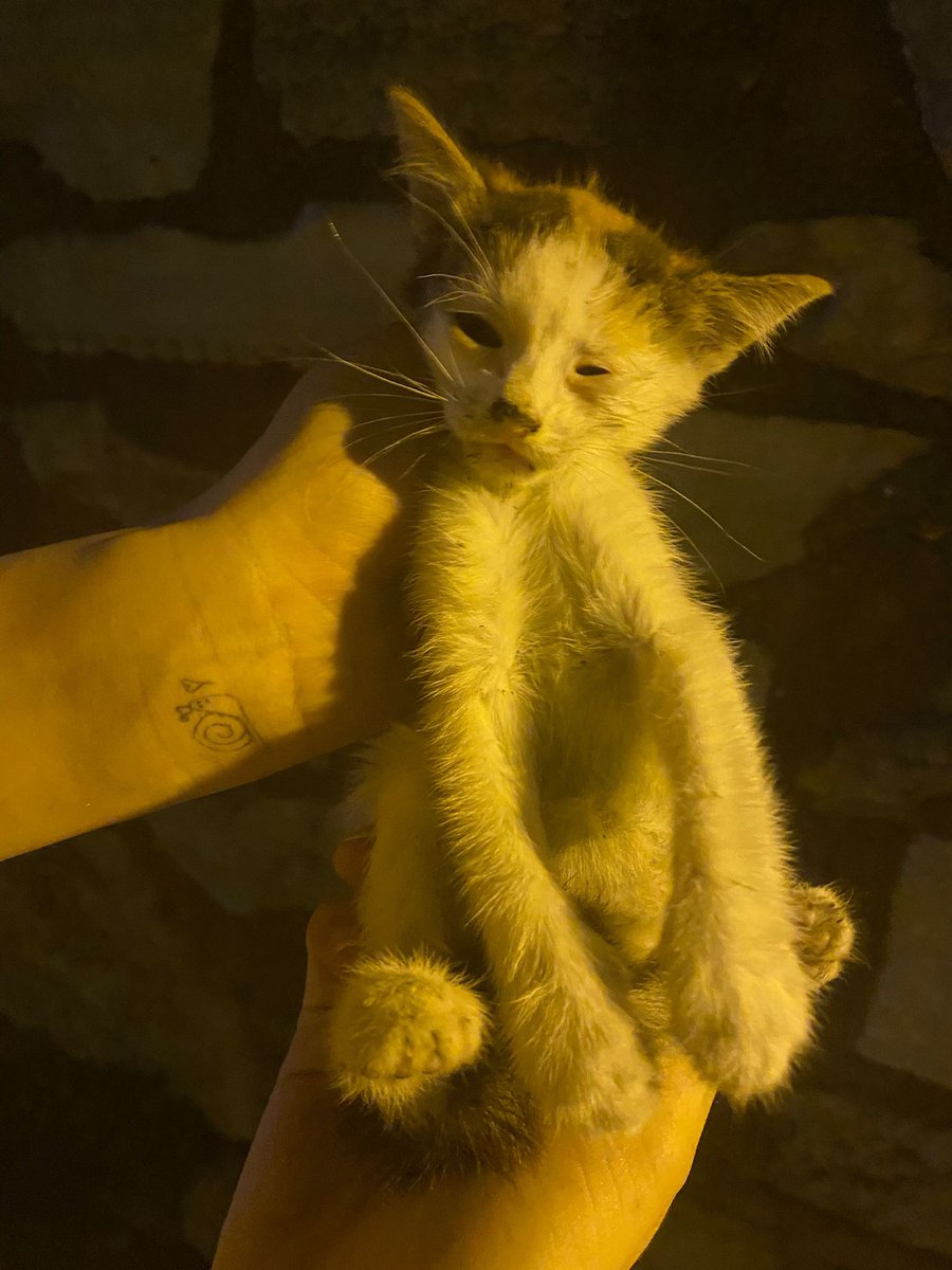 goddogii's tweet photo. Daha 310 gram, küçücük. Eyup mezarliginda köşede ölüme yatmıştı. Orada dua etmeye gelenler, oranın insanı kimse umursamamış. Almasak öylece ölüp gidecekti. Tedavisine başladık, klinik iban veriyorum. Destek olur musunuz? https://t.co/4wnC2WF3hl