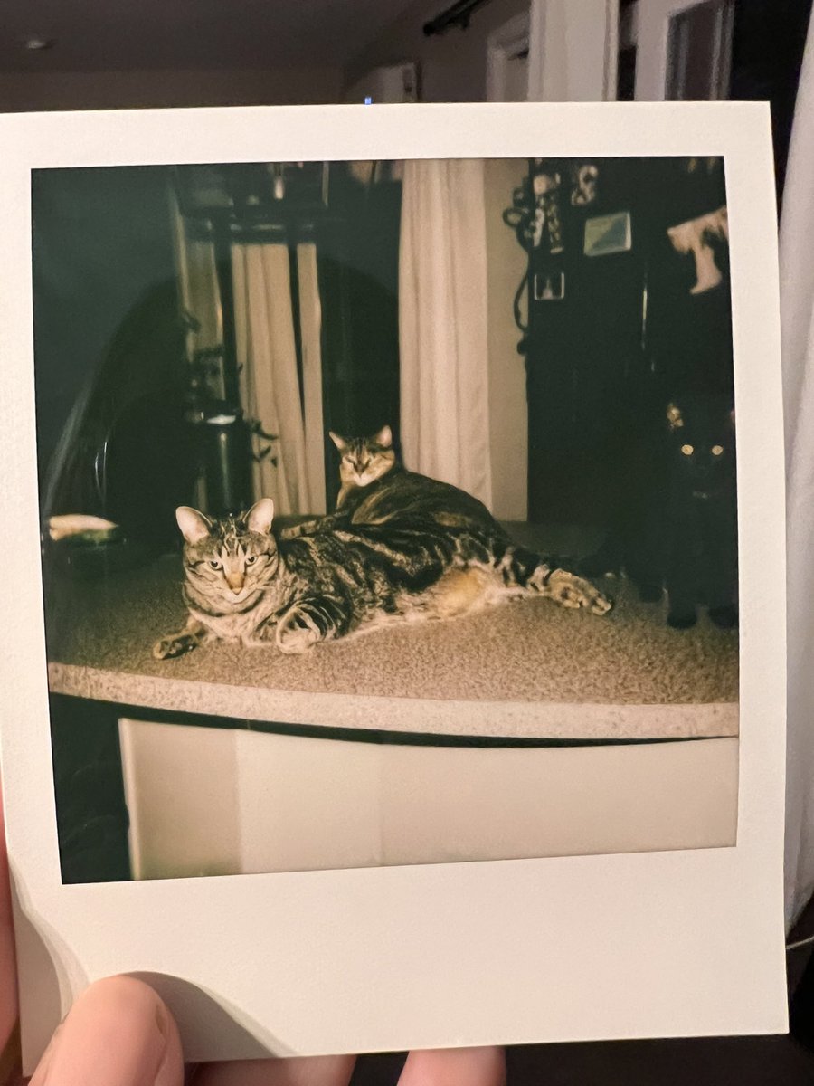 mikaebae's tweet photo. Can you spot Ozzy? https://t.co/Q1Y9SuvMBx