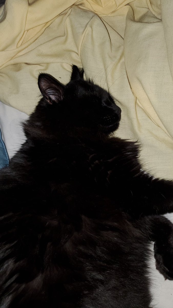 bobfafo2020's tweet photo. @DrjimPhifer @michellefloraa @rachel_garniss @yamane_patricia @mini_bubbly @howllr @STabbytosavit @SCee57 Her owners don't give two shits about her.
I've never seen a cat sleep so deep. Like she's in a coma.
#feelssafe 🥰
#needbiggerbed 🤣 https://t.co/Tw75MgEUCT