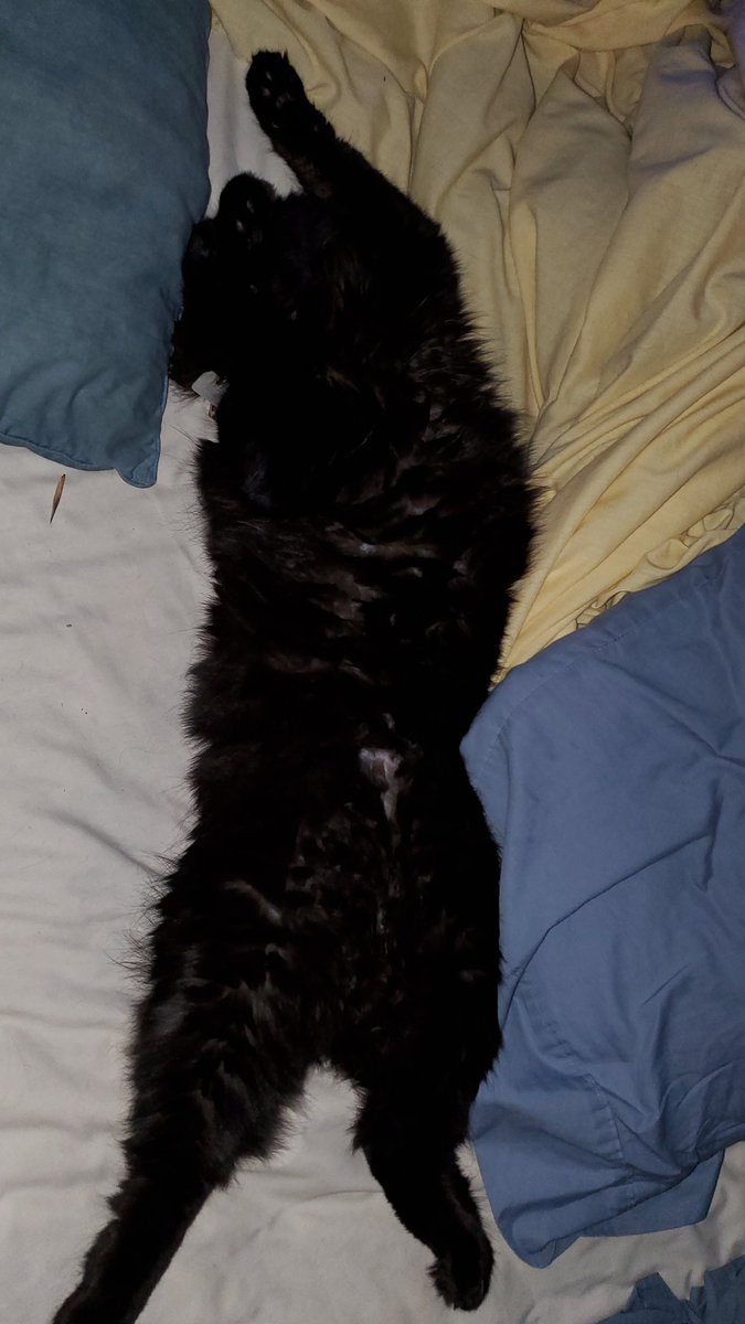 bobfafo2020's tweet photo. @DrjimPhifer @michellefloraa @rachel_garniss @yamane_patricia @mini_bubbly @howllr @STabbytosavit @SCee57 Her owners don't give two shits about her.
I've never seen a cat sleep so deep. Like she's in a coma.
#feelssafe 🥰
#needbiggerbed 🤣 https://t.co/Tw75MgEUCT