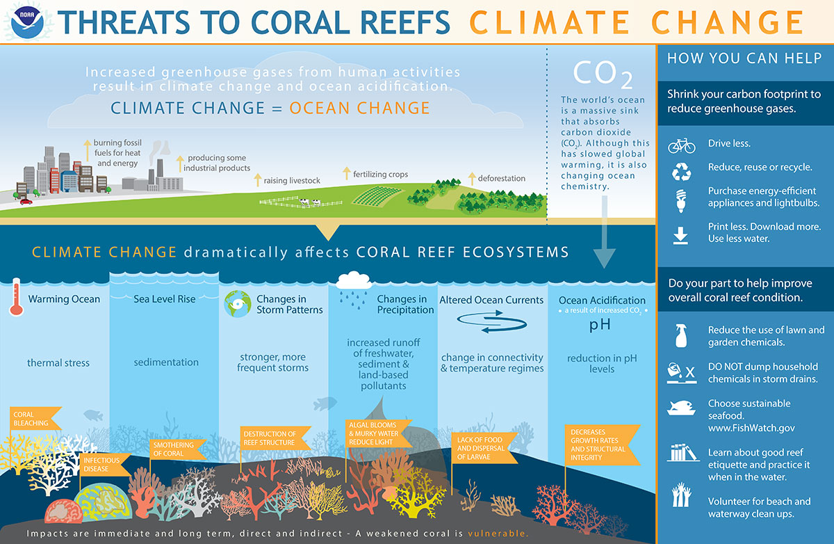 The ongoing El Niño event is exacerbated by global #ClimateChange, driving extreme #MarineHeatwaves and #CoralBleaching. In addition to bleaching, climate change can also impact #CoralReefs in many other ways.
Learn more:
oceanservice.noaa.gov/facts/coralree…