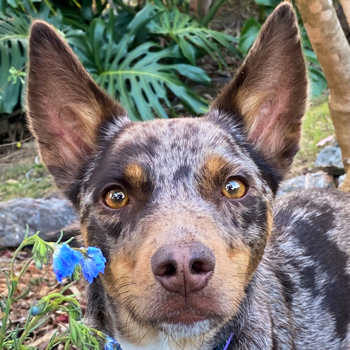 Hepsta&Leeloo 🐶🐶 tweet media