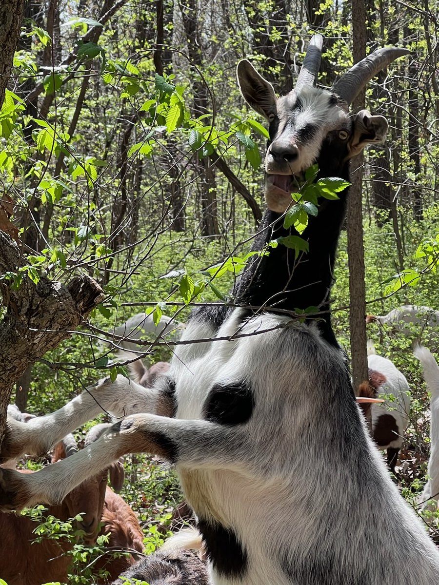RoelandParkKS's tweet photo. The City of Roeland Park is working with Goats on the Go Joco on a targeted invasive plant clean-up project in Nall Park. The goats will arrive in Nall Park on July 31 and will be hard at work for several weeks in August, clearing a planned five acres of land. https://t.co/alSczFvbao