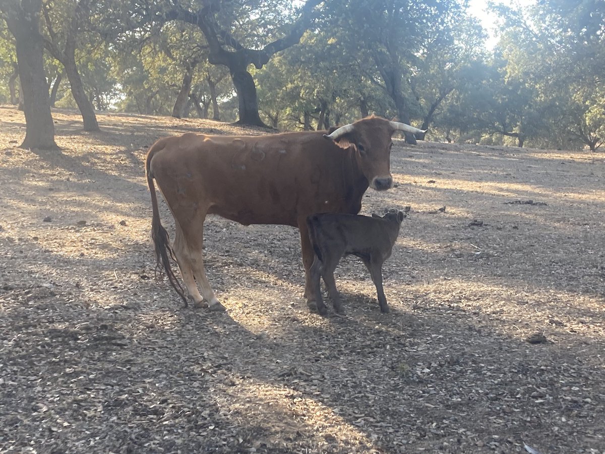 Castillo De Azuel tweet media