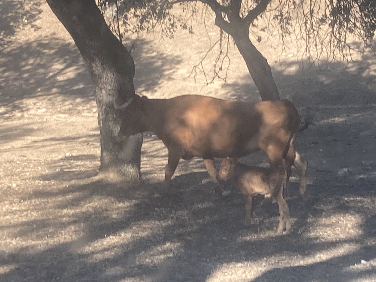 Castillo De Azuel tweet media