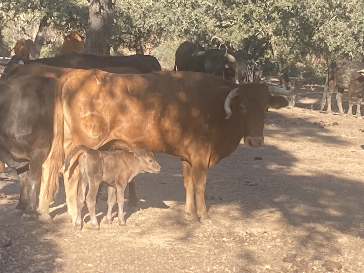 Castillo De Azuel tweet media