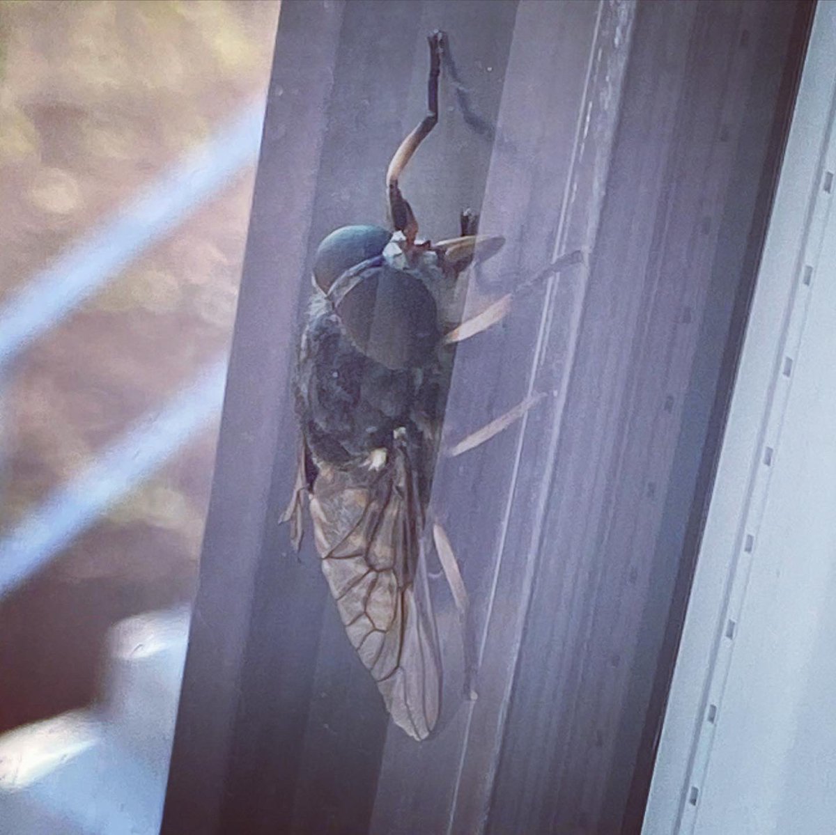 FirstWildlife1's tweet photo. This big beastie landed on the outside (thankfully) of my bedroom window today.  

It is a female Dark Giant Horsefly, and their bites are bloomin’ awful.  As much as I love biodiversity, this wee blood sucker can stay away!!  #biodiversity #flies #fly #horsefly #wildlife #nature https://t.co/Fy6NBbvSkB