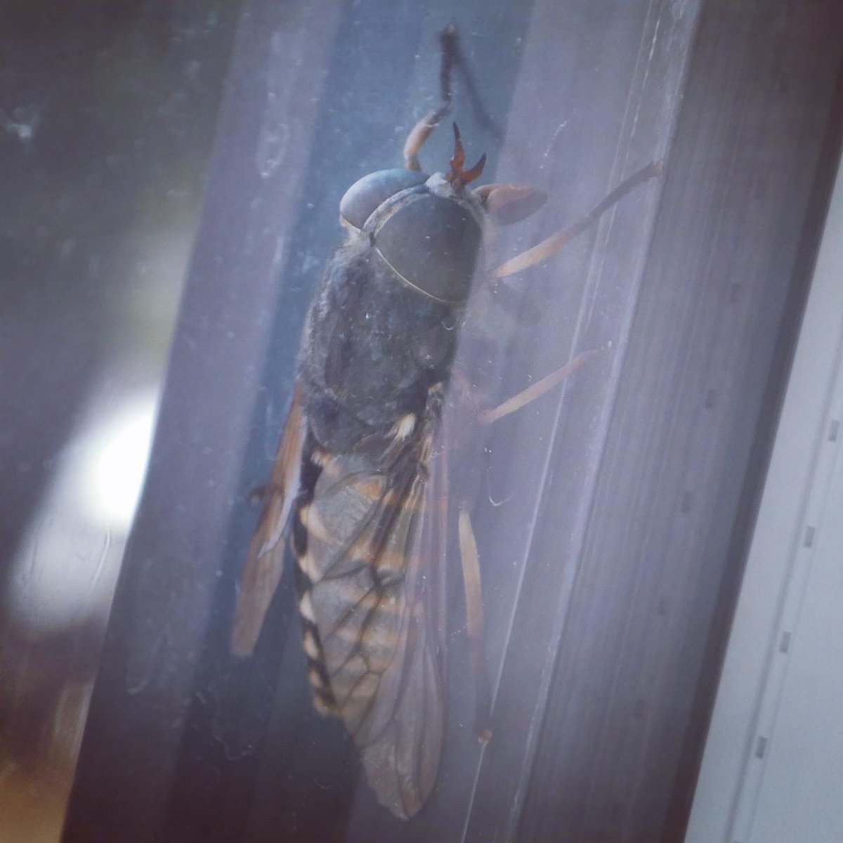 FirstWildlife1's tweet photo. This big beastie landed on the outside (thankfully) of my bedroom window today.  

It is a female Dark Giant Horsefly, and their bites are bloomin’ awful.  As much as I love biodiversity, this wee blood sucker can stay away!!  #biodiversity #flies #fly #horsefly #wildlife #nature https://t.co/Fy6NBbvSkB