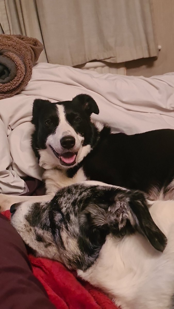 Content doggies