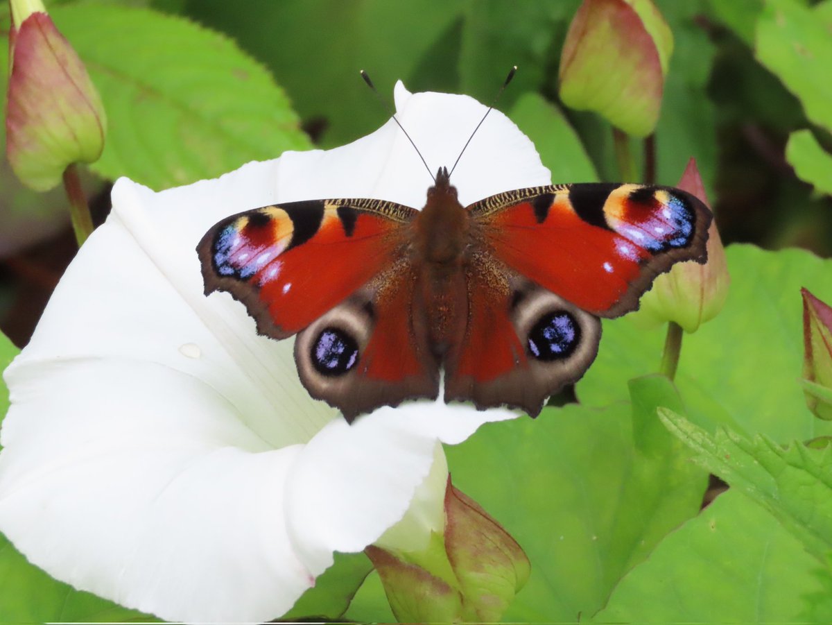 eckersley_joe's tweet photo. Butterflies again in Roundhay park this morning.

Red admiral 1
Meadow brown 77
Gatekeeper 98
Small white 16
Small copper 5
Speckled wood 1
Green-veined white 23
Large white 15
Comma 14
Holly blue 1
Ringlet 5
Peacock 3
Purple hairstreak 1
White-letter hairstreak 1
Large skipper 1 https://t.co/9hlOUGK4JT