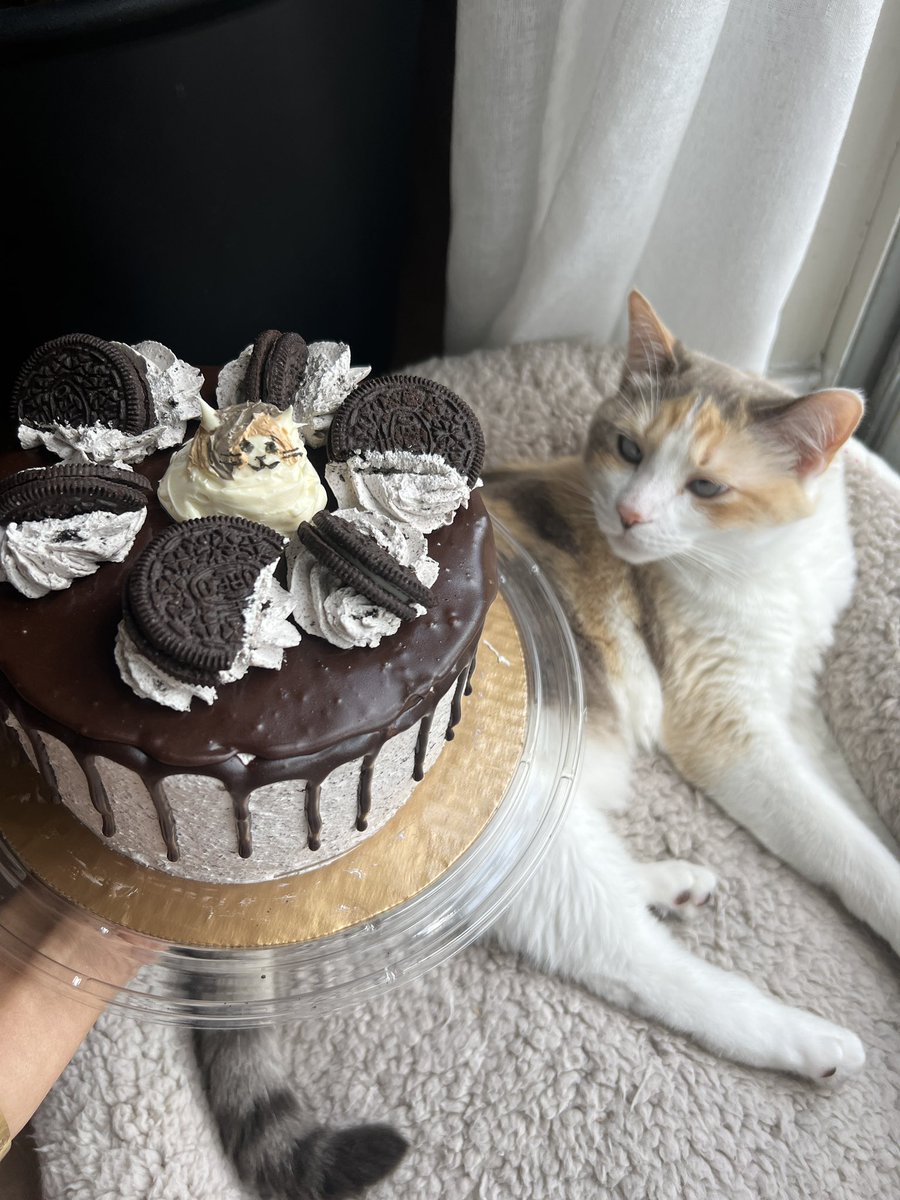 Panko A. Cat’s Mom tweet media