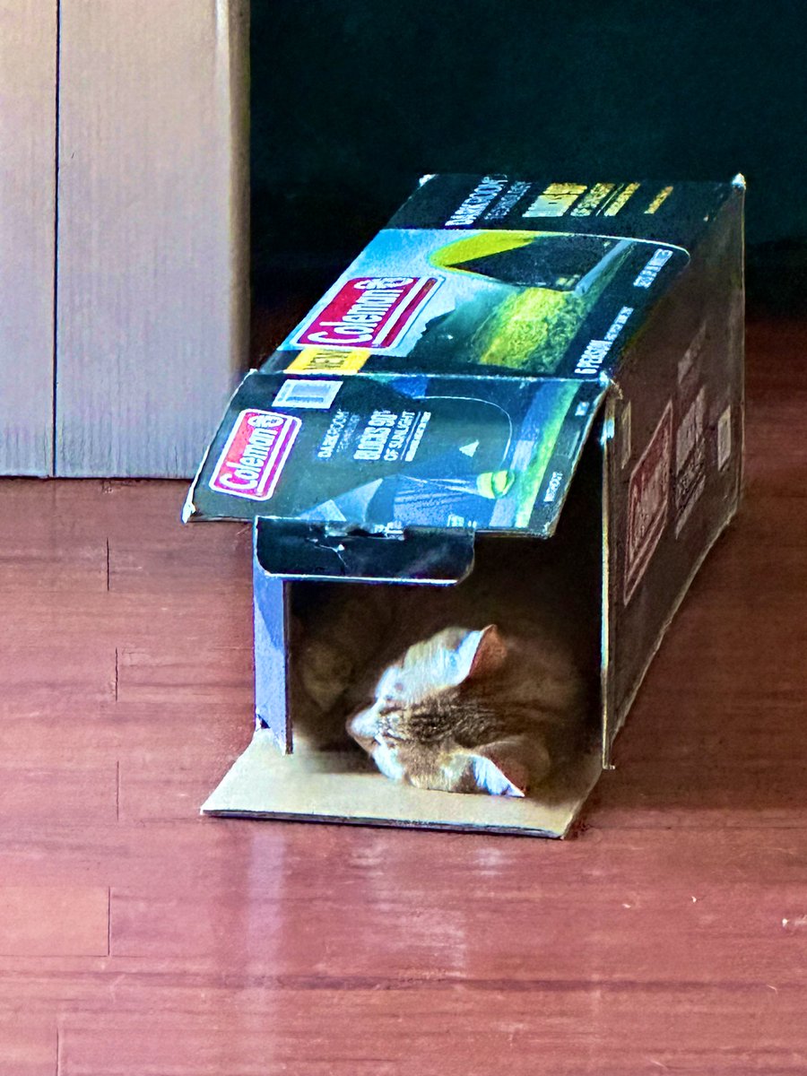 agayraisin's tweet photo. Oh to be a cat taking a nap in a box https://t.co/gynN4ahAuV