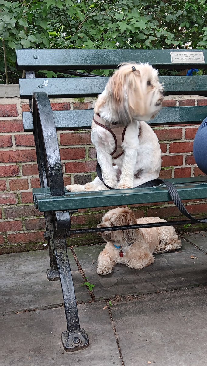 iTravelDigest's tweet image. Where did Molly go? #dogsofnewyork