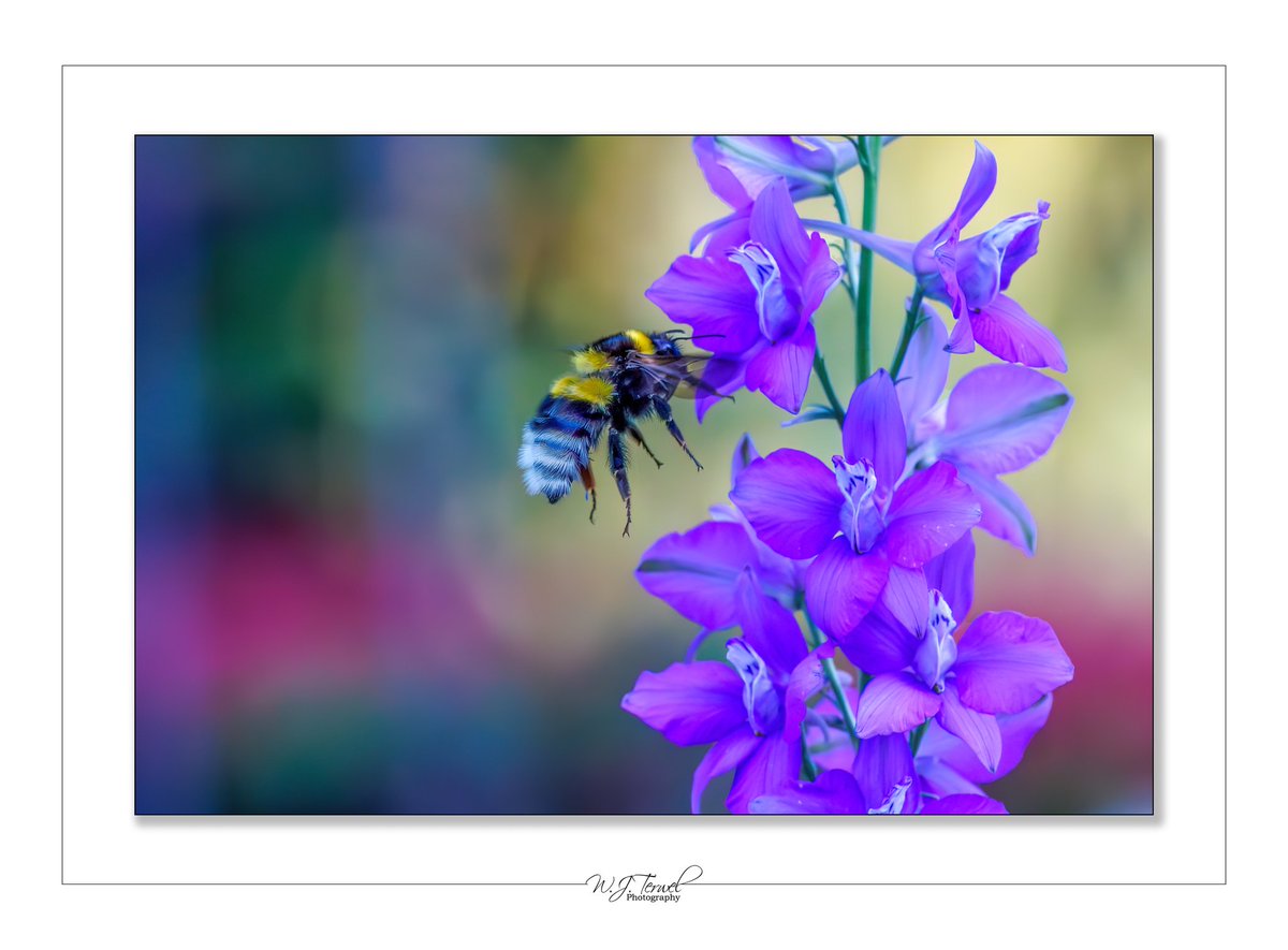 wim962's tweet photo. In de tuin kun je ook mooie foto's maken. 
#tuin #NaturePhotography #insect #FlowersOnFriday #flowerphotography https://t.co/CfdmfHtErf
