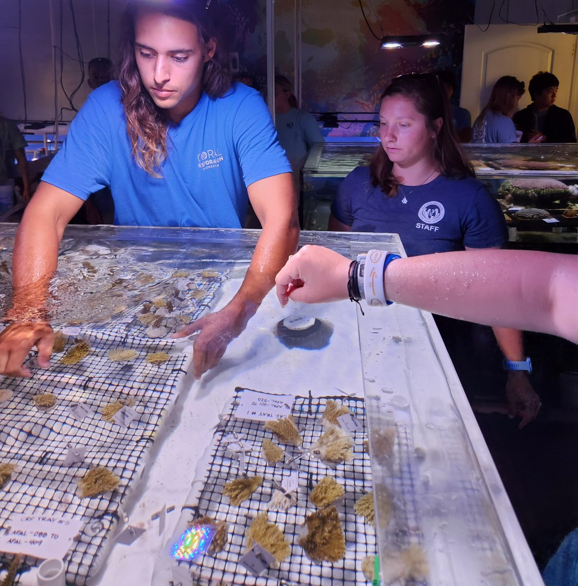 coralcrf's tweet image. #FridayFieldUpdate: We've initiated Phase One of our mission to protect the genetic diversity of the Florida Coral Reef's offshore gene bank. Thanks to our collaboration with NOAA, we're also safeguarding around 350 genotypes of endangered coral species. 🌊💪🏼 #CoralRescue #CRF