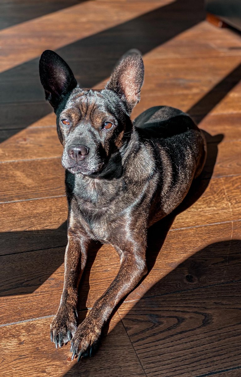 faniskoengage's tweet photo. Protect your pup from the summer heat! ๐ถ Make sure they have a shady spot to relax, plenty of water, and avoid strenuous exercise when the weather is at its peak.
https://t.co/72RMaQbULT
#NFTs #Metaverse #Meta #MetaverseGaming #Sports #Fanisko #DigitalGaming #SportsTech #M... https://t.co/BgxqxGI6Qx