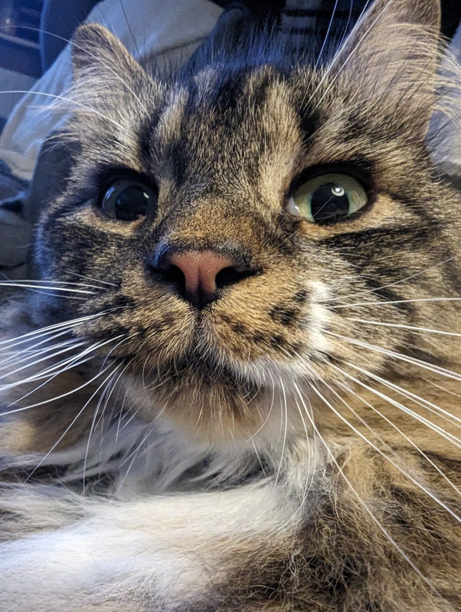 Just in case you've missed this little face ❤️😂 #closeup #floof #catoftheday #cat #cats #catoftheweek #catsoftwitter #mainecoon #catsofinstagram #dailyfluff #cutiepatootie #TABBY #tabbycat #tabbytroop #itsfriday