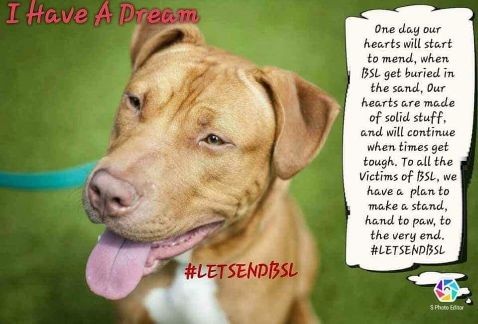 Rockys Army Fighting BSL & DDA tweet media