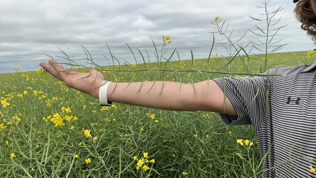 Jeepers!! 

I still can’t remember that saying… 

Big feet = Big pods???