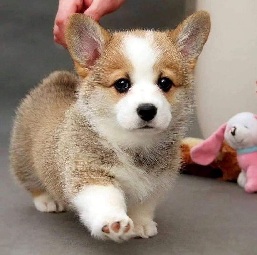 Rate This Cuteness 10-100??
#CorgiCrew #CorgiLover #Corgi #Corgipuppies