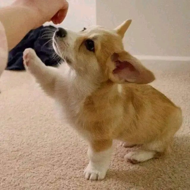 Rate this cuteness 1-10🥰🥰