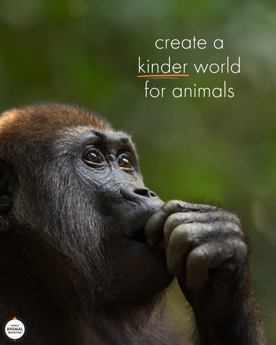 MoveTheWorldUS's tweet photo. Together, we can change the world for animals. 🧡 https://t.co/1rMziq4Ah7