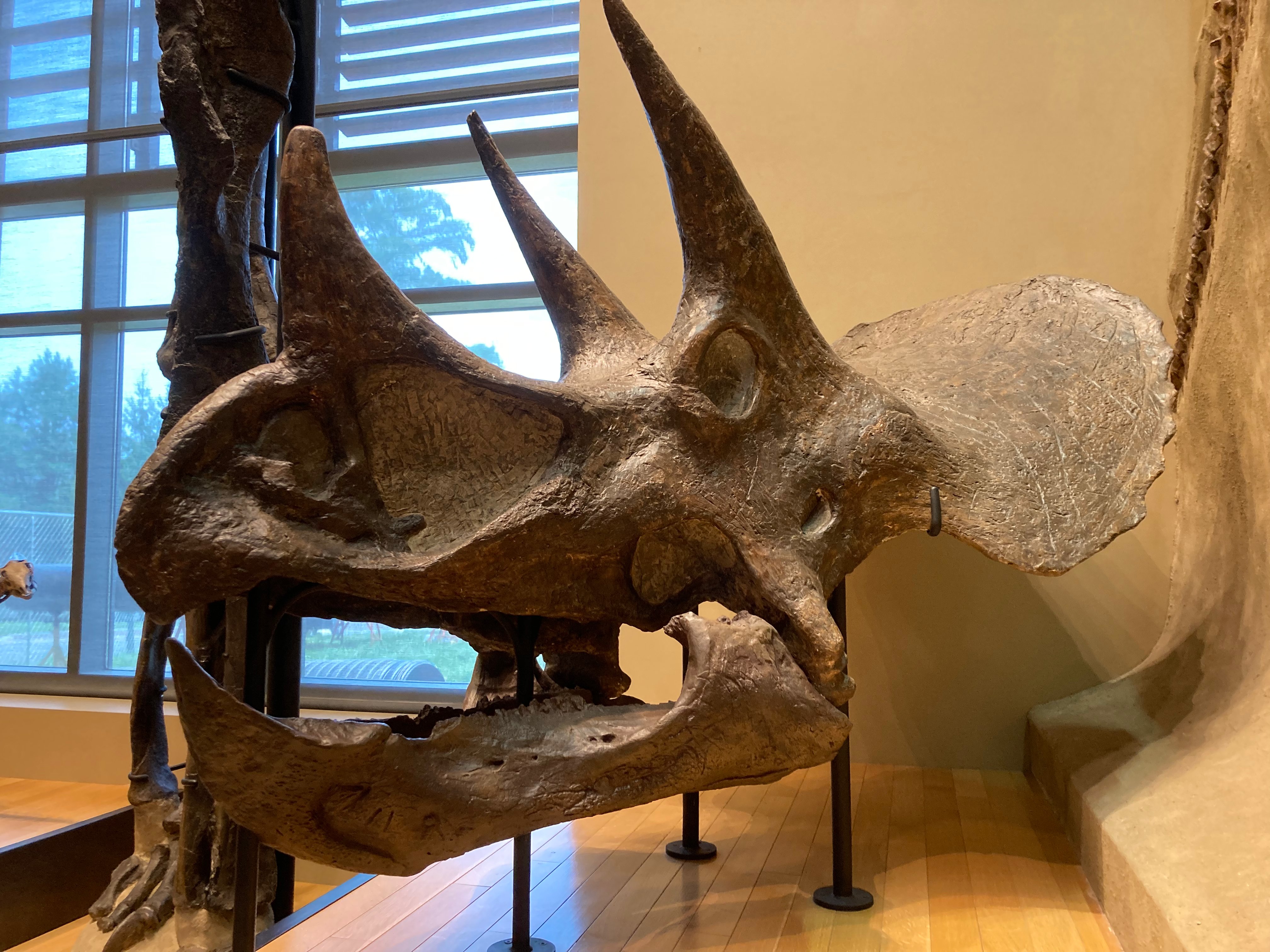 Triceratops means 2024