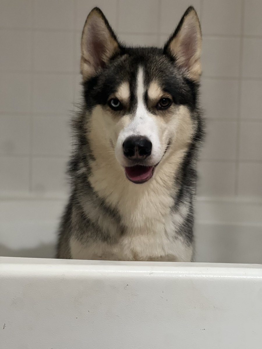 BonnerChanice's tweet photo. @Motivationburnz Not here for the giveaway lol I just seen a fellow husky owner and needed to share mine 😂😂😂💙💙💙 https://t.co/ZcsDiOZLyW