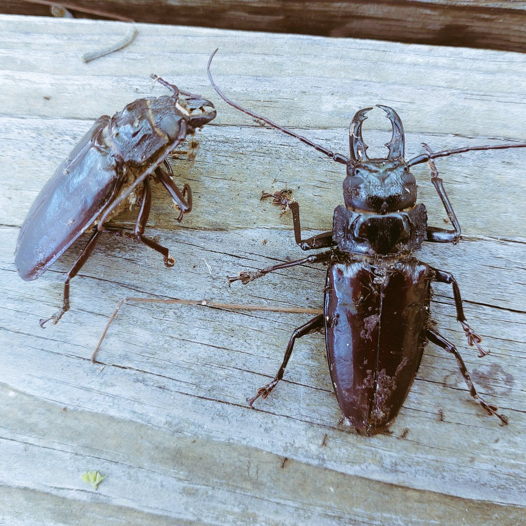 Stenodontes chevrolati found at the base of  a dead red birch today at QEII Botanic Park. Too many ants   to put in my pocket 🥴

#amazingbeetles