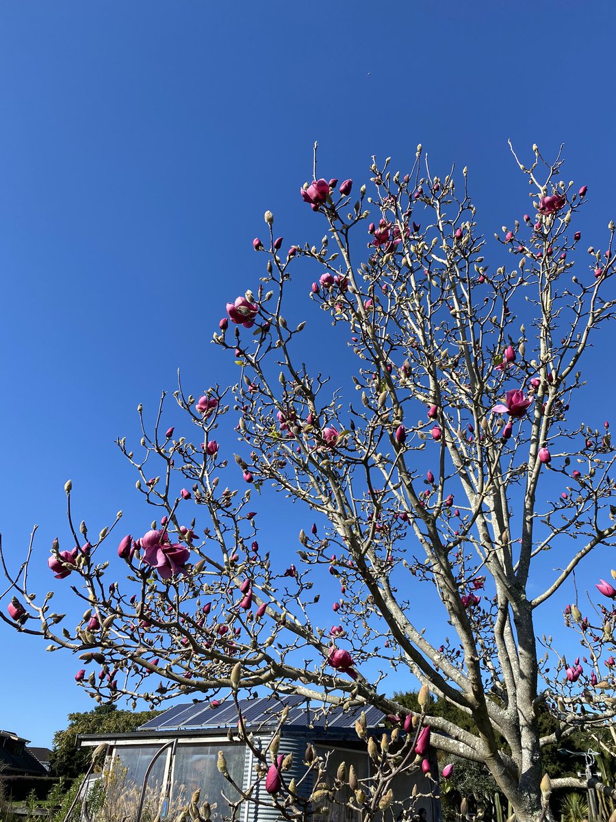 Emma Simpkins (Bodley) tweet media