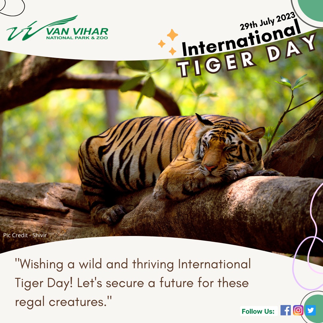 #Tiger has always inspired us to be strong…. Let us save them to save our planet. 
Happy #InternationalTigerDay 2023!!

#letsroar #protect #nationalpride #GlobalTigerDay