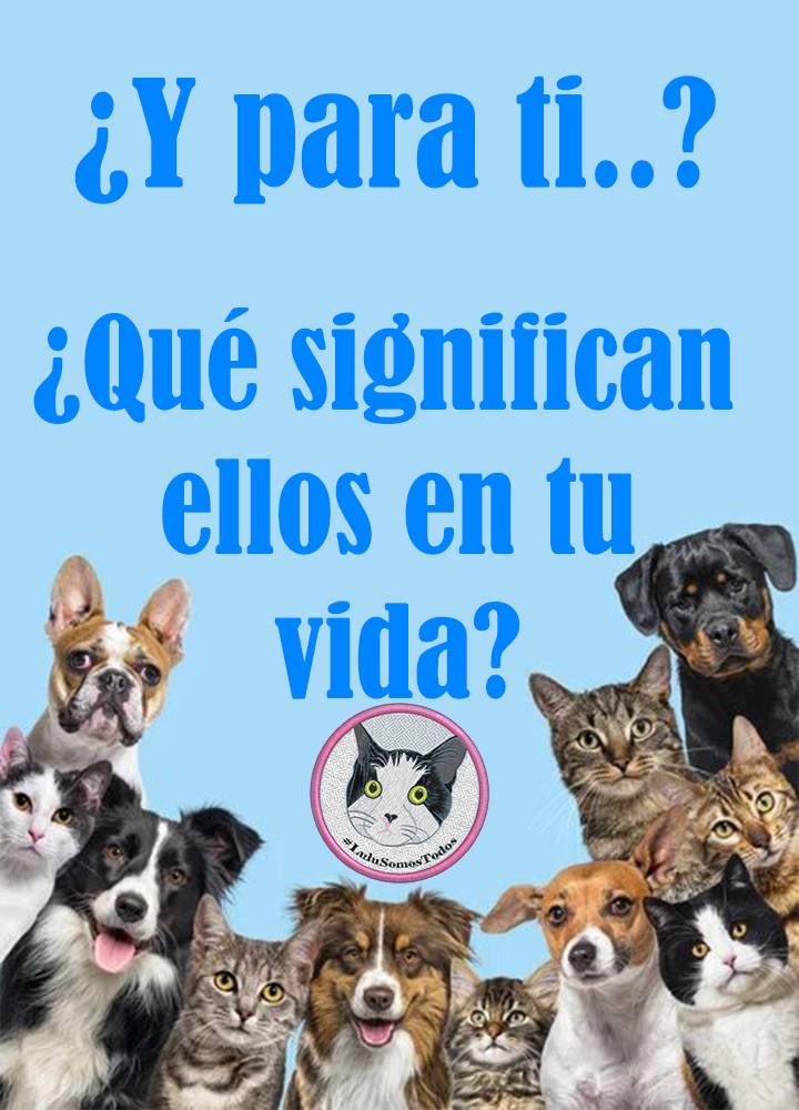 #28Jul Eres mi niña #LuluSomosTodos q la maldad humana me arrebató, lucho para q te #DevuélvanALulu a mis brazos, mami no se cansa. Únete sábado #29Jul al #TWITTAZO x #LuluEsDeTodos a partir de 8:00pm 🇻🇪Cese al #MaltratoAnimal exigiendo #JusticiaParaNuriPorLulu #Seguimos tras🐾🐾